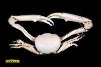 藏品(長手隆背蟹)的圖片